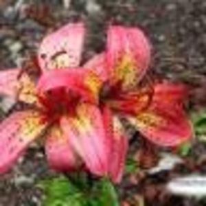 Meet your Posher, Kawther